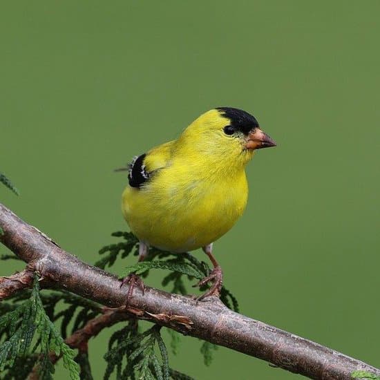 American Goldfinch