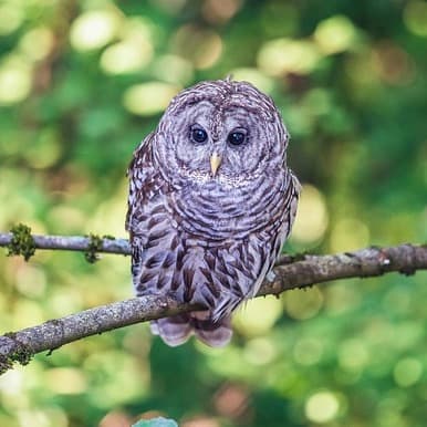 Barred Owl