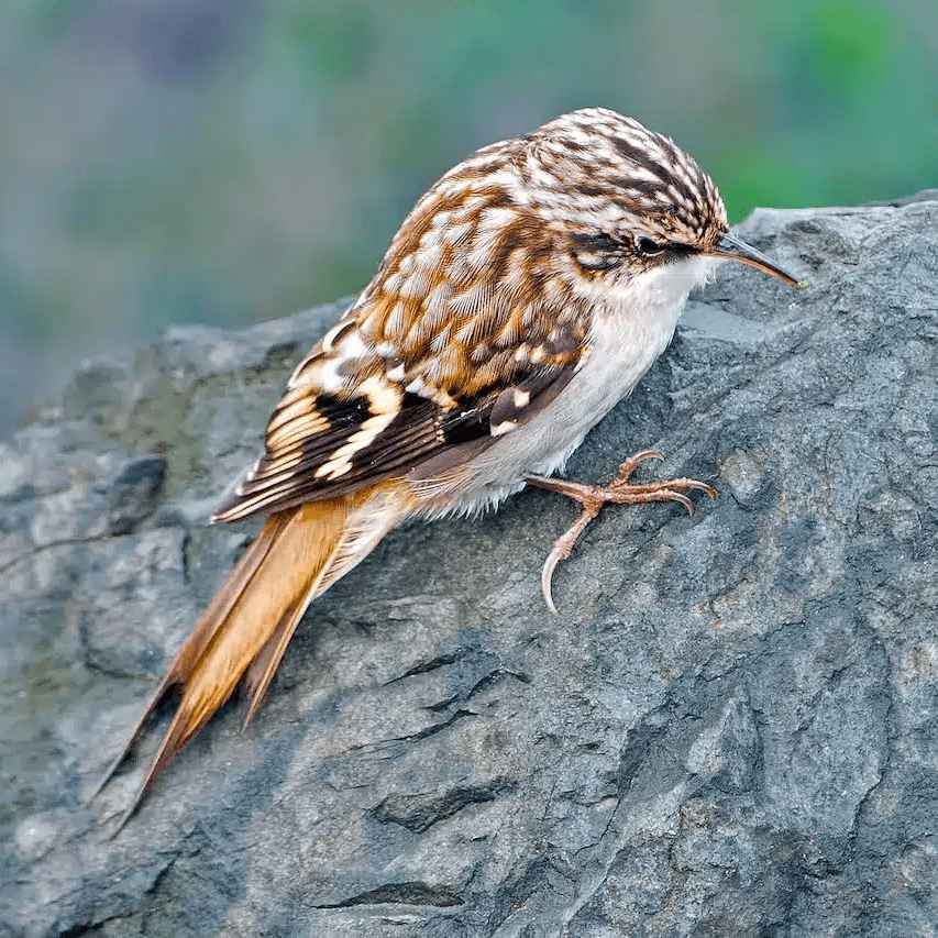 Brown Creeper