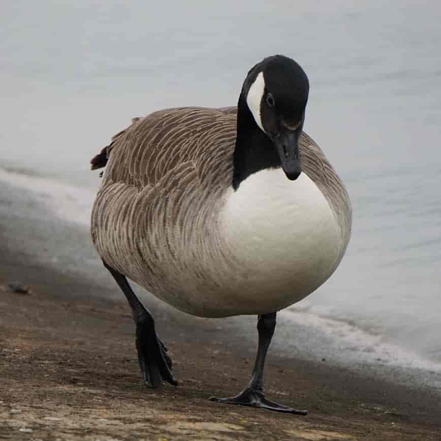 Canada Goose