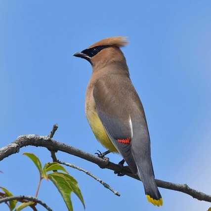 Cedar Waxwing