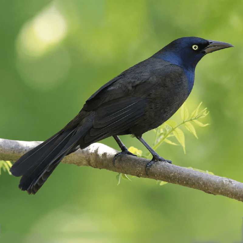 Common Grackle