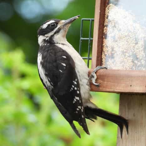 Downy Woodpecker