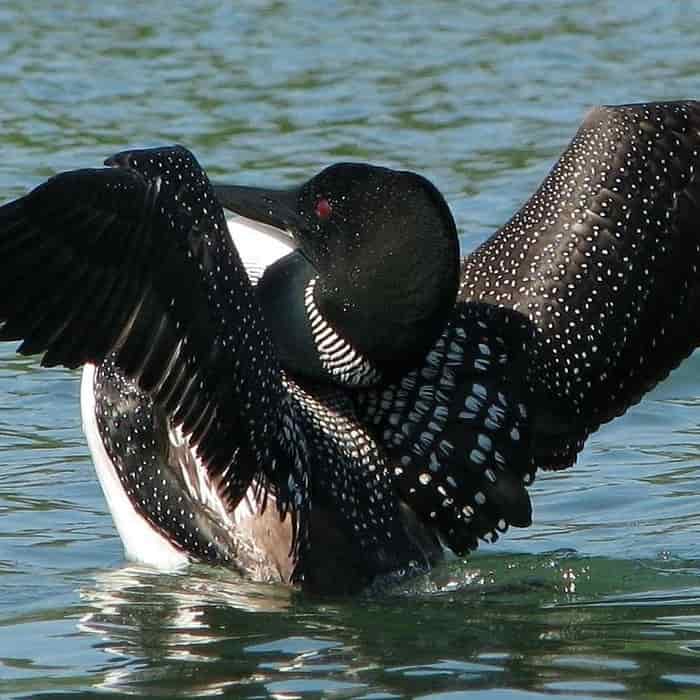Loon