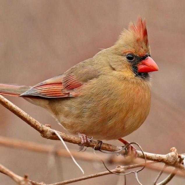 Northern Cardinal