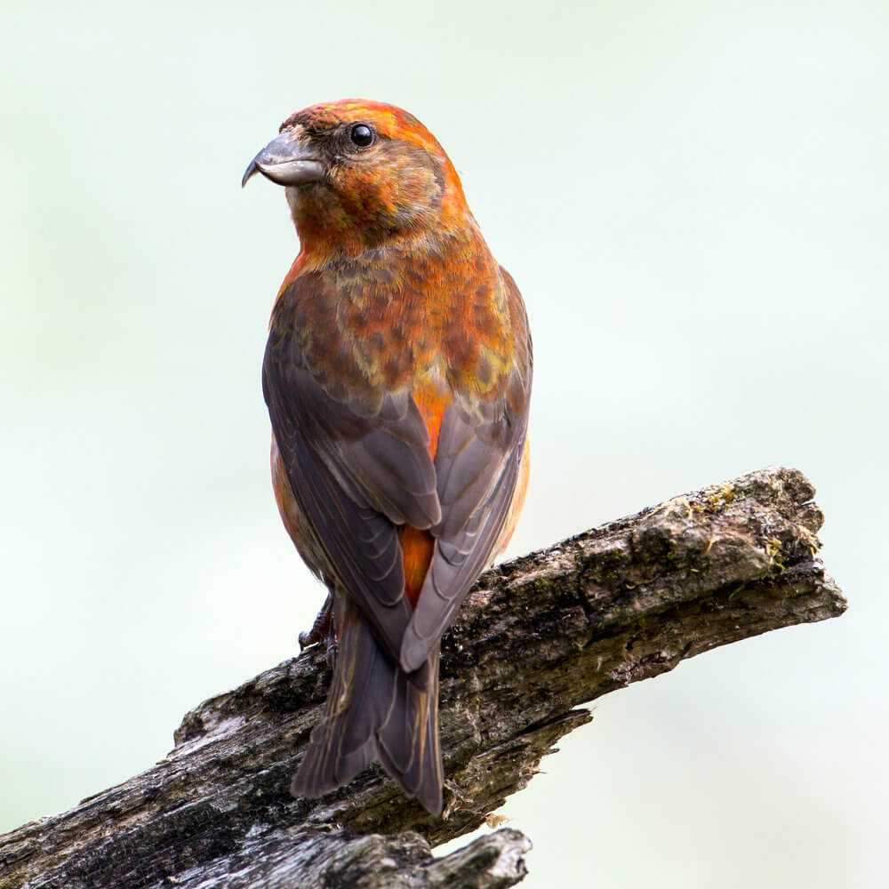 Red Crossbill