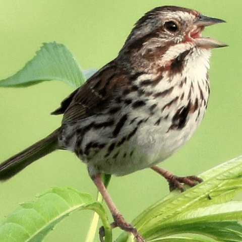Song Sparrow