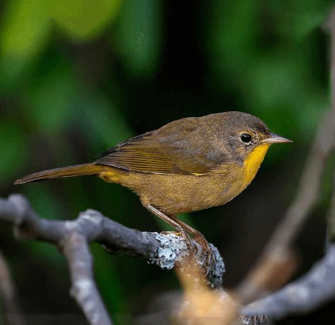 Yellowthroat